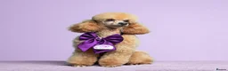 Toy Poodle dogs for sale: Beautiful red toy poodle KC registered  - Advert 3