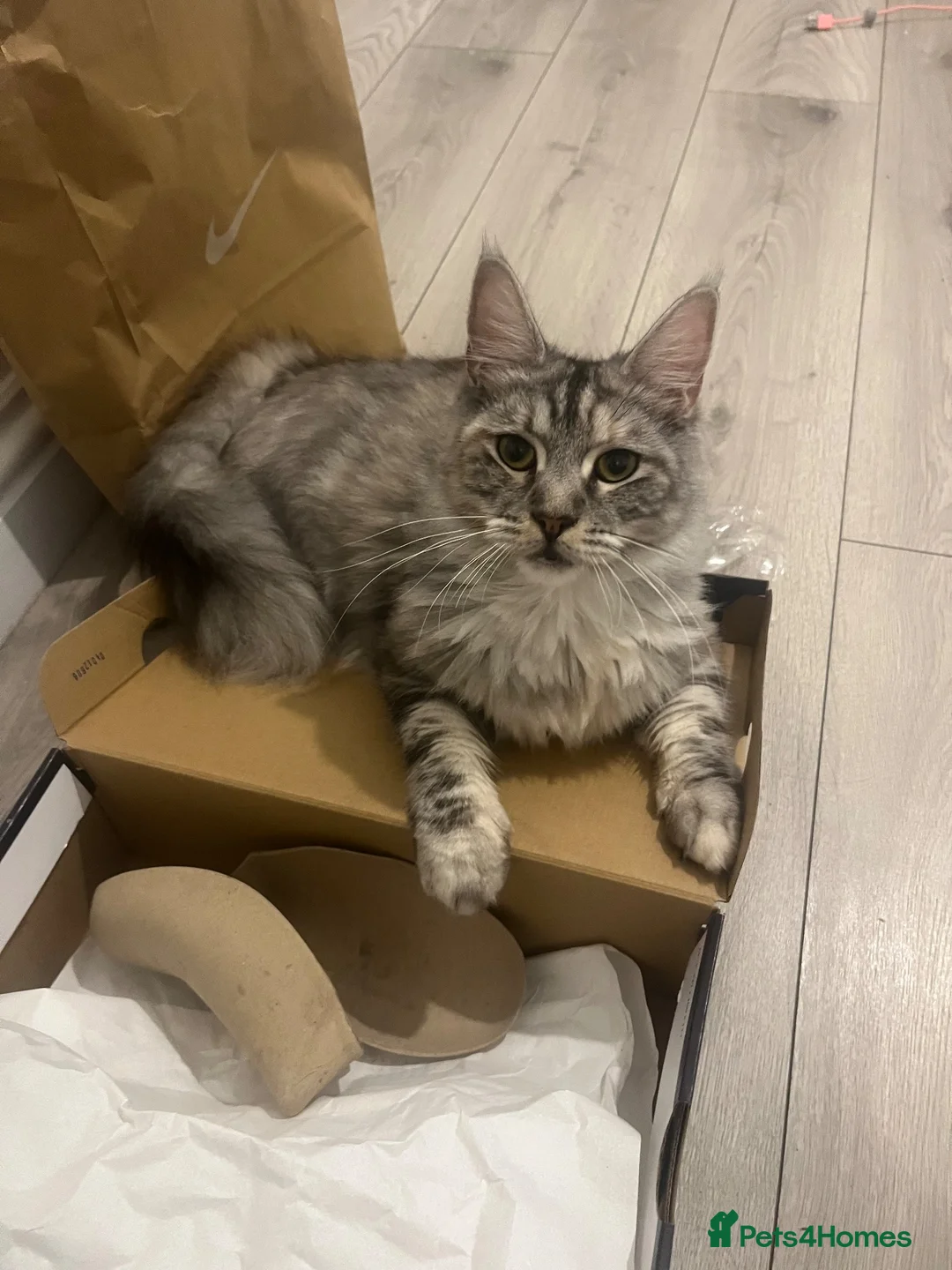 Maine Coon cats for sale: Two female cats  in Erith - Advert 5