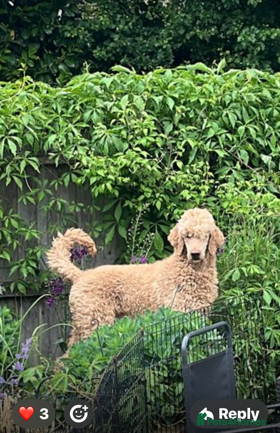 Standard Poodle dogs for sale: one  handsome loving boy available  in Newmarket - Image 8