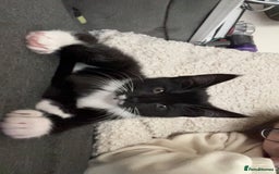 Maine Coon cats for sale: 3/4Month old Kitten 50% Maine coon 50% Mixed - Image 6