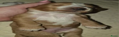 Cocker Spaniel 1