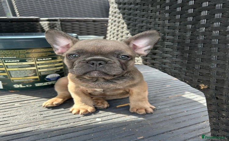 French Bulldog dogs - Advert 9