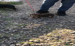 Miniature Dachshund dogs for sale: Miniature Dachshund  - Image 5