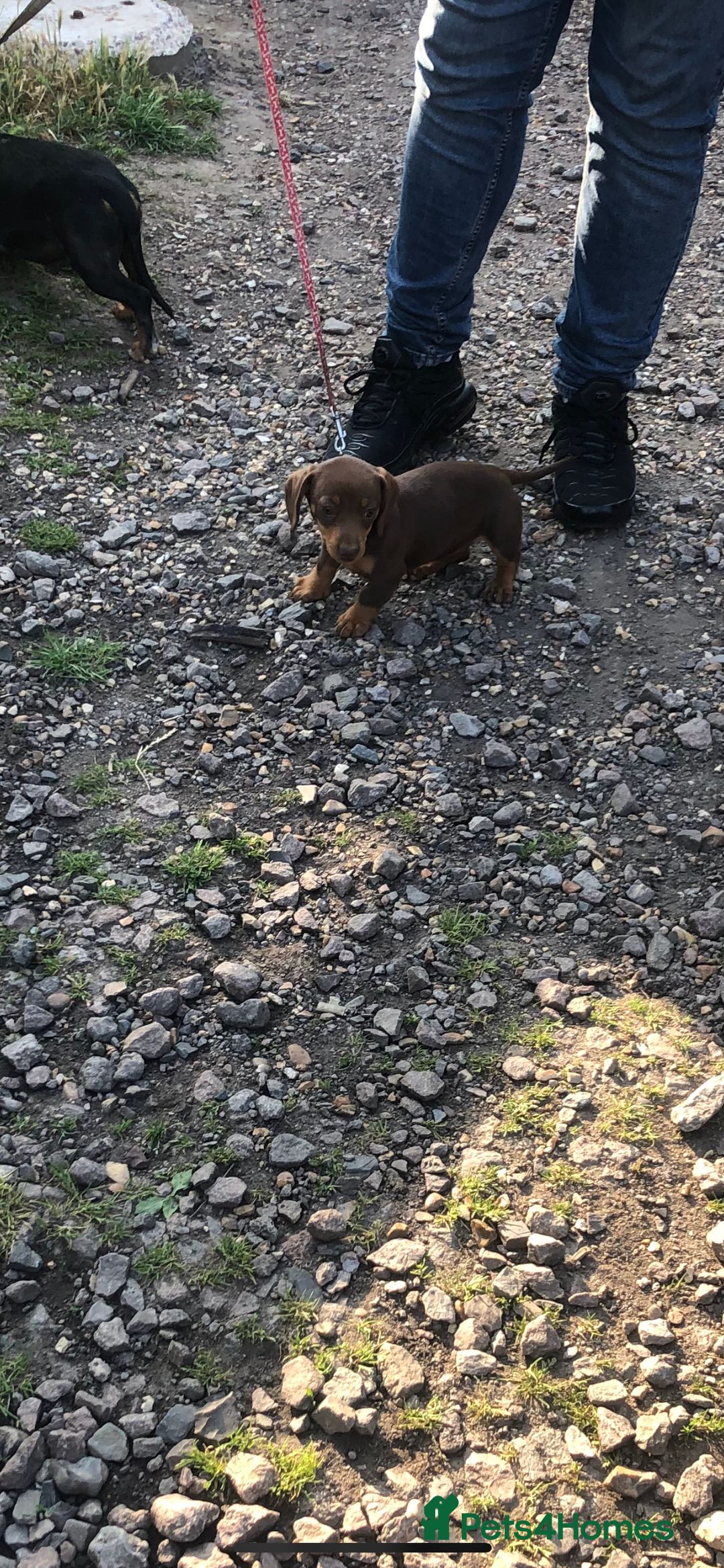 Miniature Dachshund dogs for sale: Miniature Dachshund  - Image 5