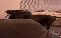 Cane Corso dogs for sale: 11 month old female cane corso - Image 2