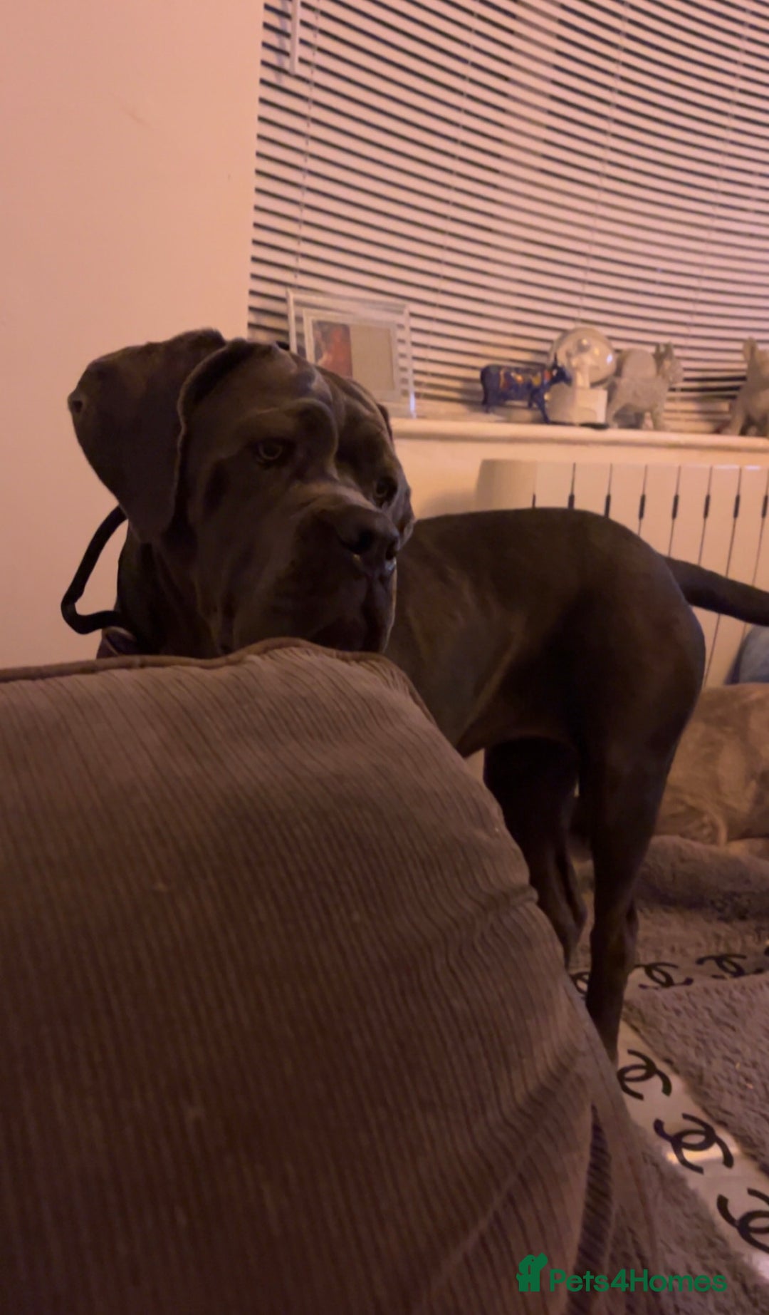 Cane Corso dogs for sale: 11 month old female cane corso - Image 2