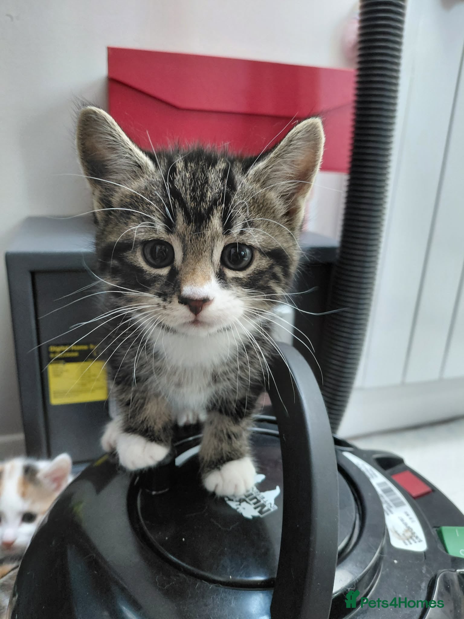 Mixed Breed cats The kittens are very beautiful, smart, playful,  - Advert 11