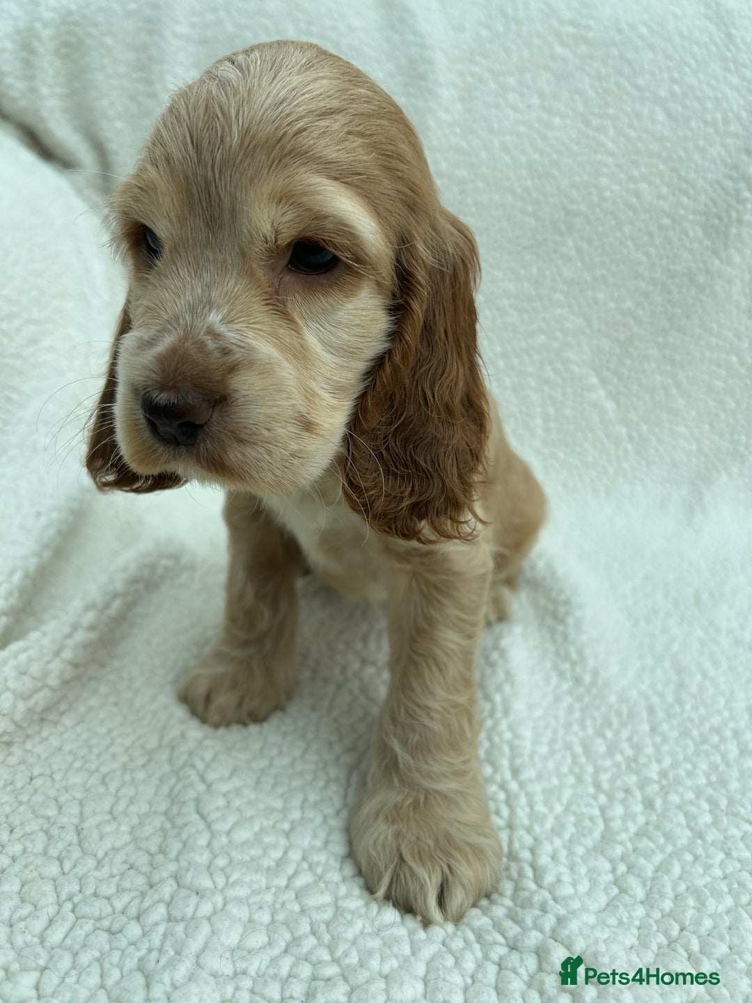 Cocker Spaniel dogs for sale: READY NOW KC Reg.Show Cocker Spaniels  - Image 11