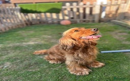 Cockapoo dogs for sale: FOX RED COCKAPOOS ⭐️⭐️ - Image 10