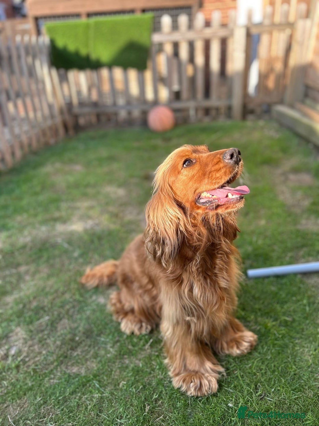 Cockapoo dogs for sale: FOX RED COCKAPOOS ⭐️⭐️ - Image 10