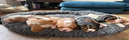 Beaglier dogs for sale: 🐾 Millie’s Beautiful Second & Final Litter 🐾 - Advert 3
