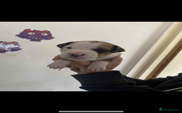 Mixed Breed dogs for sale: Staffyxdalmation st bernard - Image 9