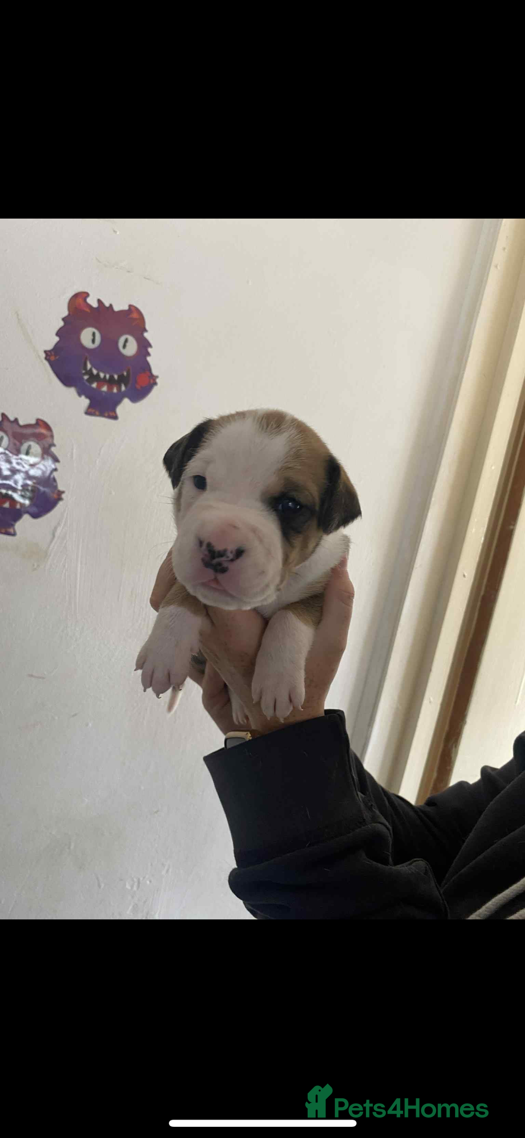 Mixed Breed dogs for sale: Staffyxdalmation st bernard - Image 9
