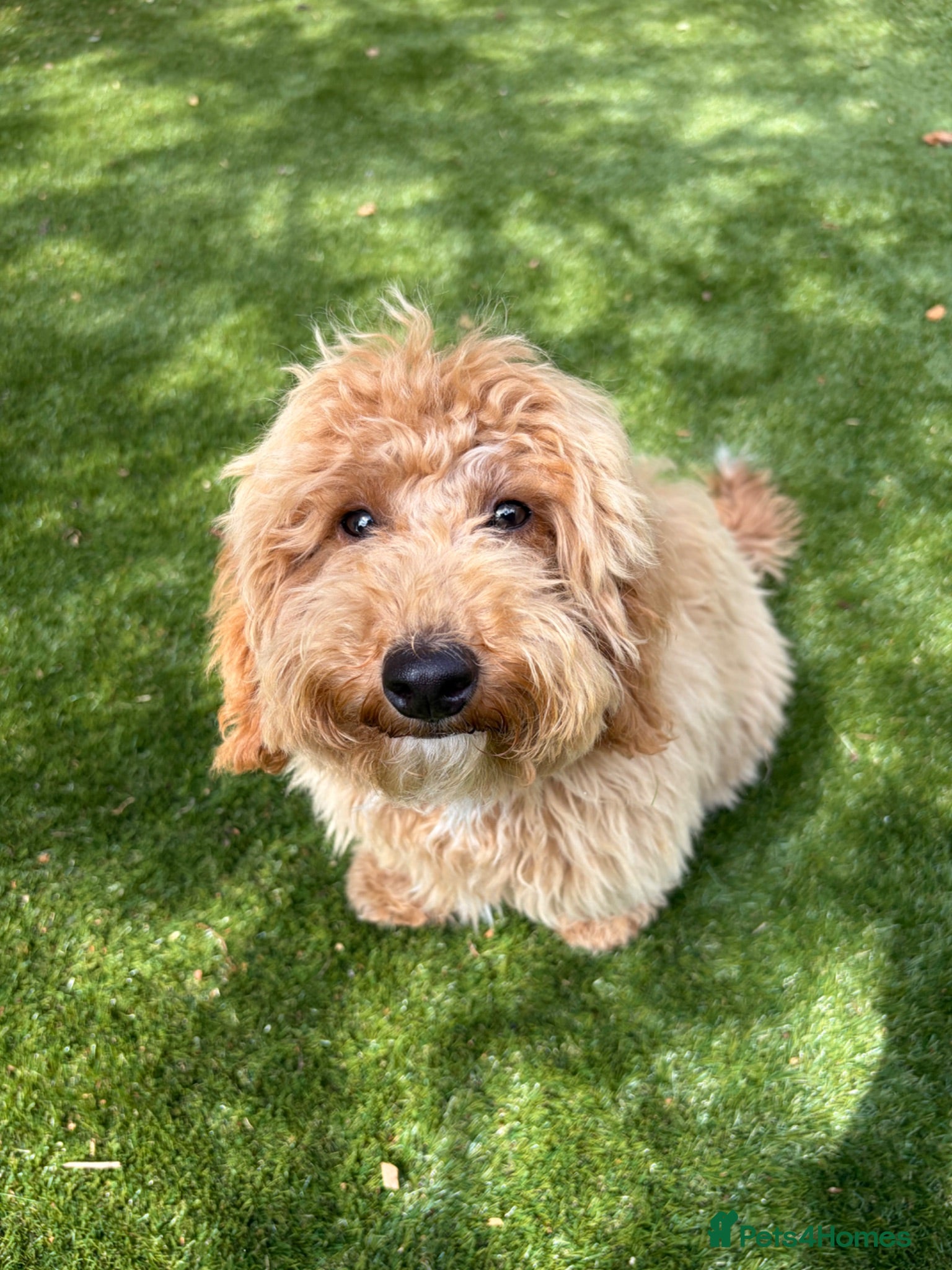 Poochon dogs Beautiful 6 month old Poochon for rehoming - Advert 5