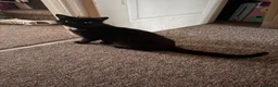 Mixed Breed cats for sale: Urgent rehoming adoption 3 beautiful juvenile cats - Advert 7