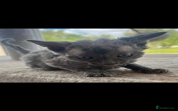 Devon Rex cats for sale: Devon rex male - Advert 3