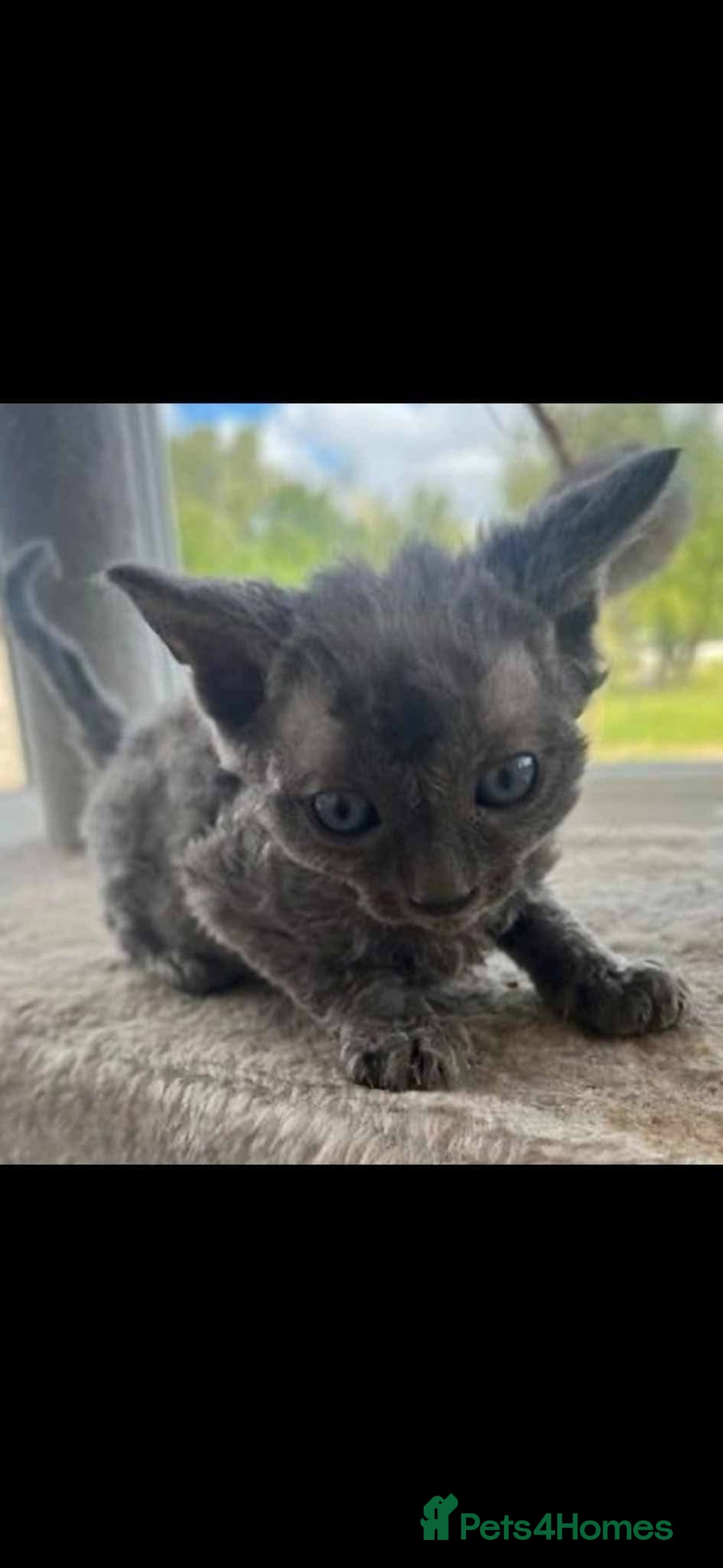 Devon Rex cats for sale: Devon rex male - Advert 3