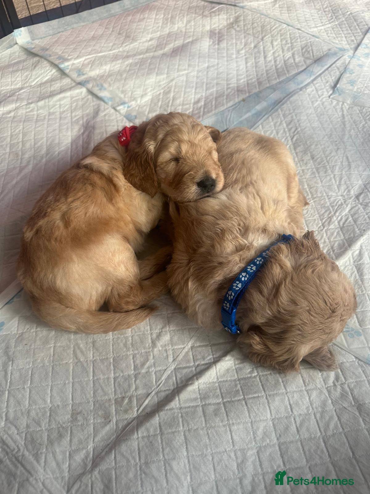 Goldendoodle dogs for sale: Beautiful Litter of Golden Doodles - Advert 3