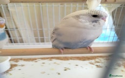 Budgerigars birds for sale: Baby buggies  - Image 2