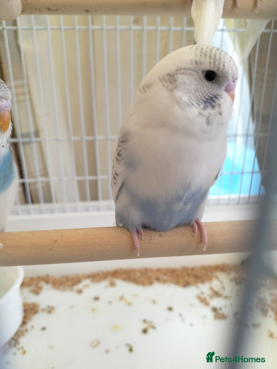 Budgerigars birds for sale: Baby buggies  - Image 2