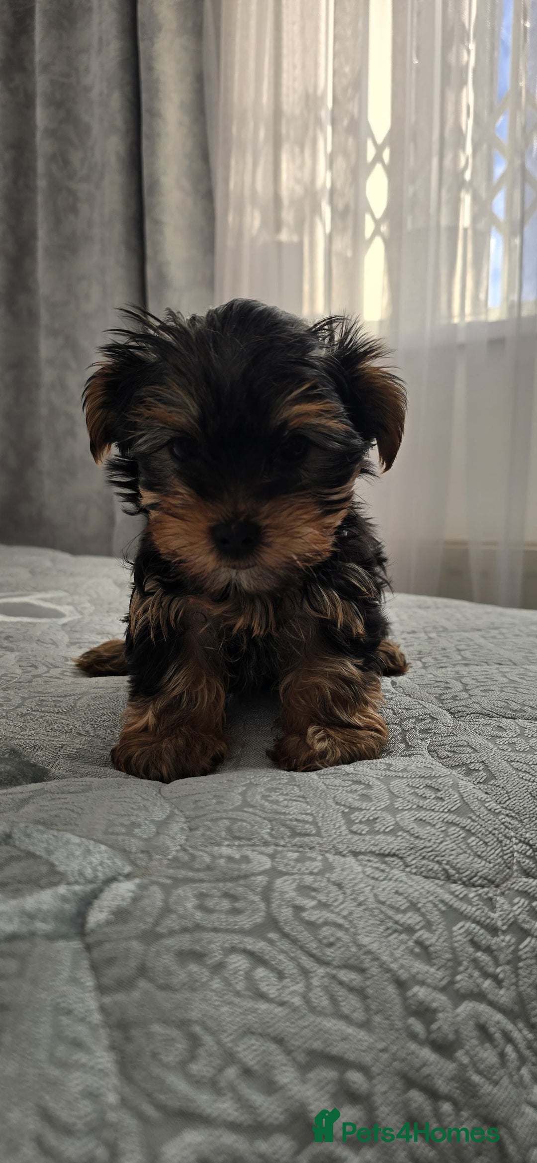 Yorkshire Terrier dogs for sale: Adorable Yorkie Puppies Ready 4 Their Forever Home - Advert 5