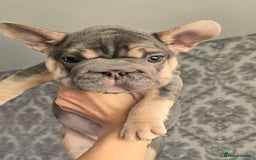 French Bulldog dogs for sale: luxury frenchies - Image 8