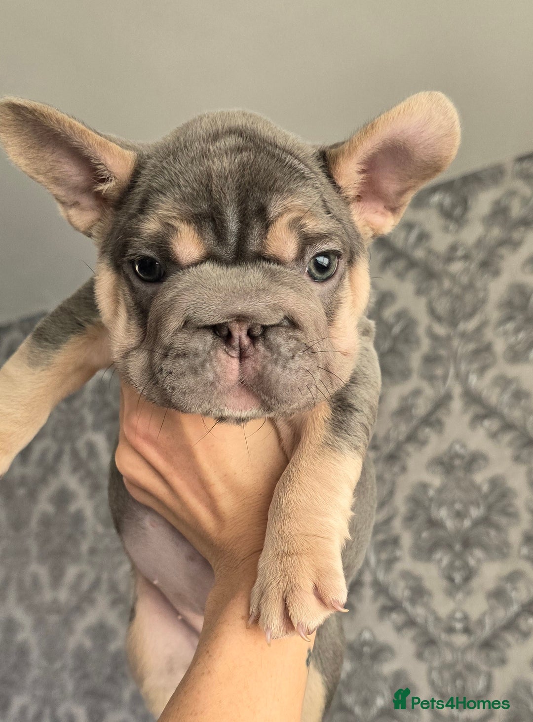 French Bulldog dogs for sale: luxury frenchies - Image 8