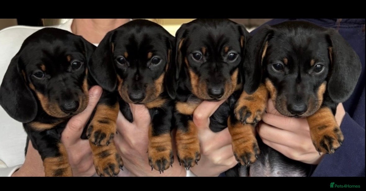 Miniature Dachshund dogs *REDUCED* FULLY INOCULATED MINI SMOOTH DACHSHUNDS - Advert 2