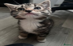 Mixed Breed cats for sale: Friendly and playful kitties  - Image 3