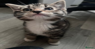 Mixed Breed cats - Advert 9