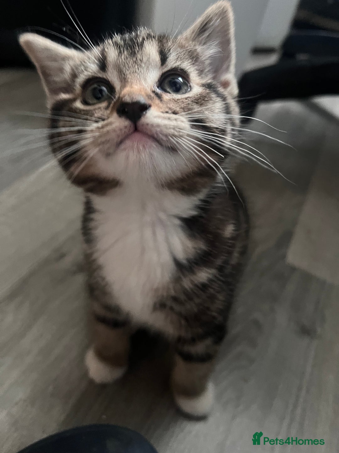 Mixed Breed cats for sale: Friendly and playful kitties  - Image 3