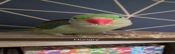 Parrots birds for sale: Rio the Alexandrine parrot  - Advert 2