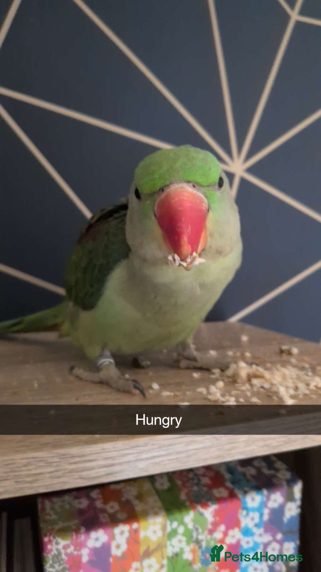 Parrots birds for sale: Rio the Alexandrine parrot  - Advert 2