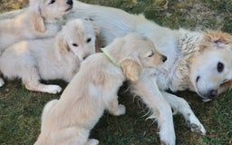 Golden Retriever dogs for sale: Golden retriever  - Image 8