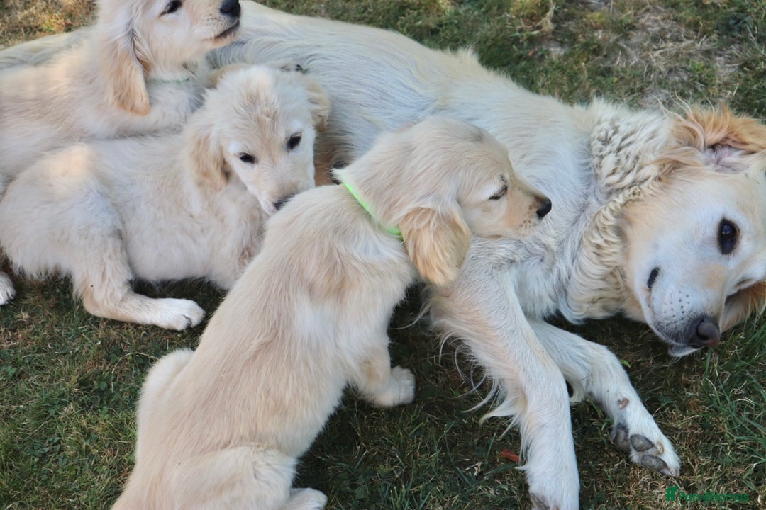 Golden Retriever dogs for sale: Golden retriever  - Image 8