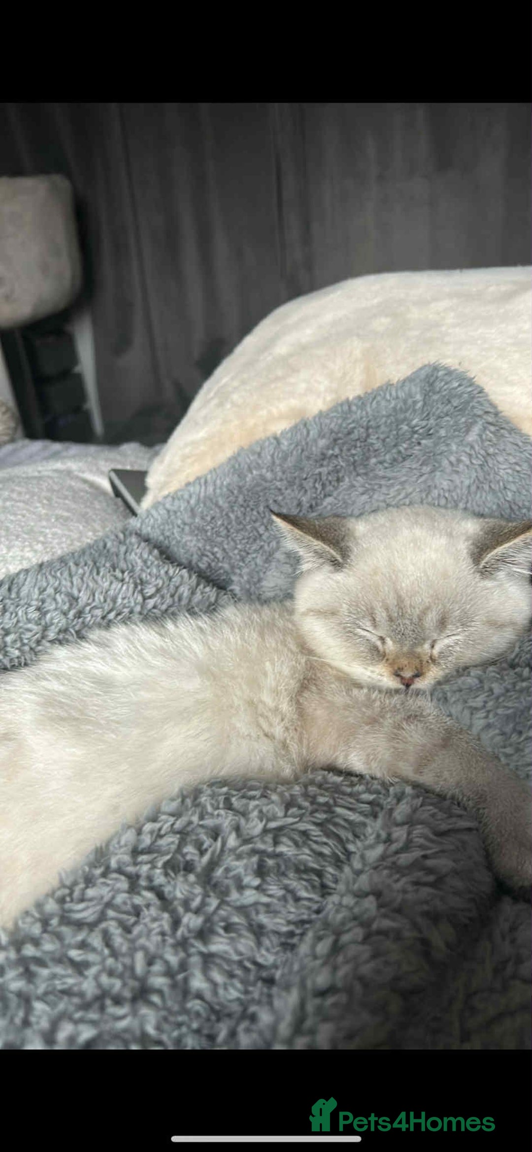 British Shorthair cats for sale: British shorthair male seal point LAST ONE TICA - Advert 3