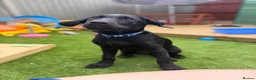 Labradoodle dogs for sale: Black labradoodle in Coventry - Advert 5