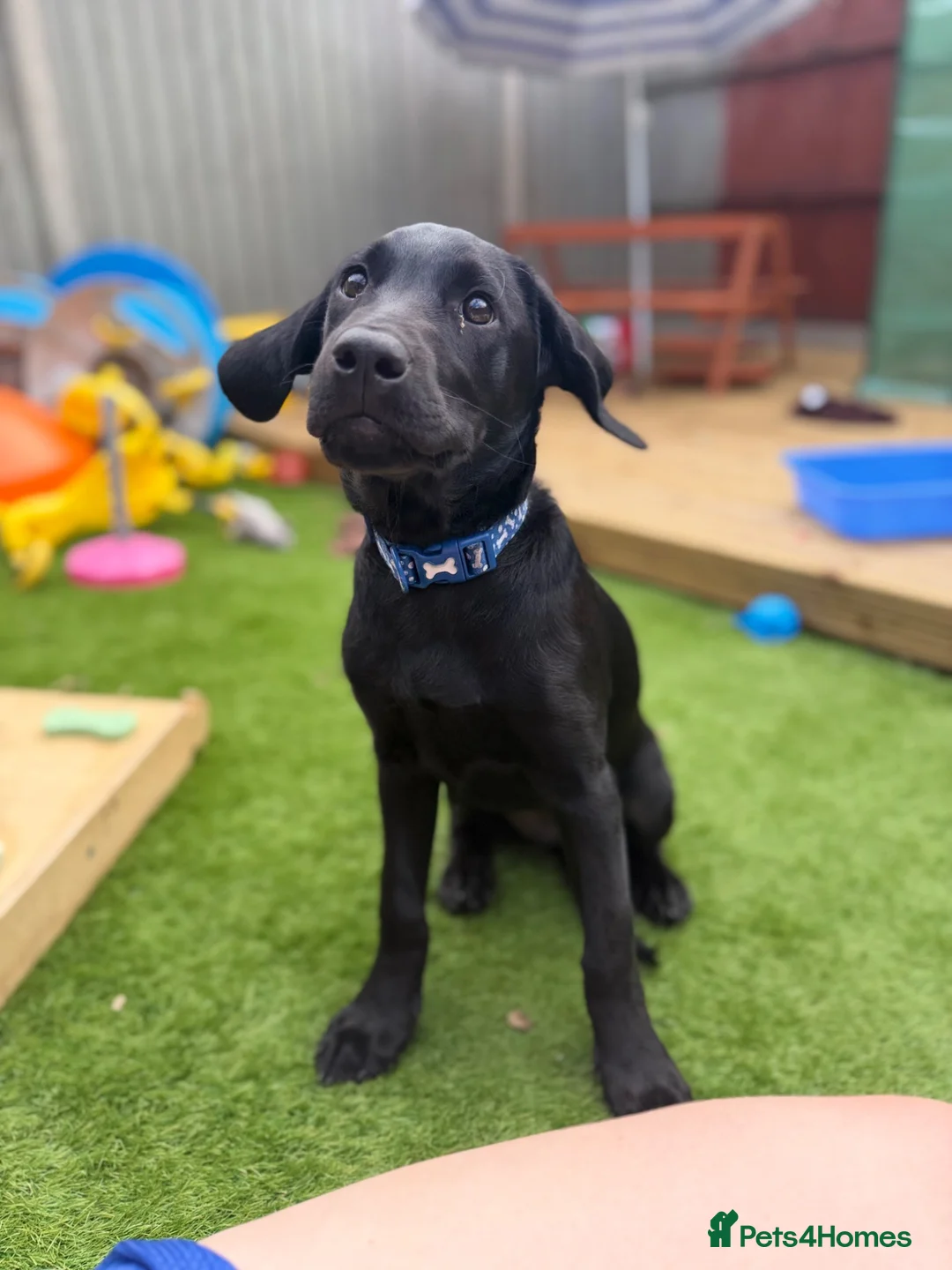 Labradoodle dogs for sale: Black labradoodle in Coventry - Advert 5