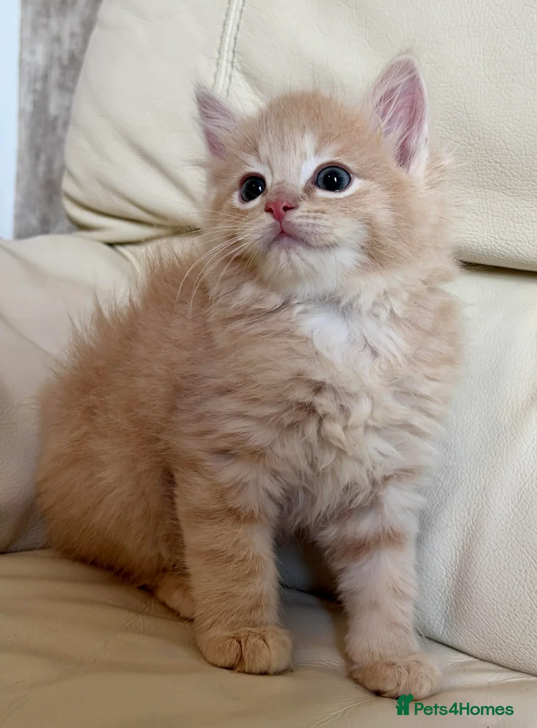 Ragdoll cats for sale: Ragdoll kittens  - Advert 1