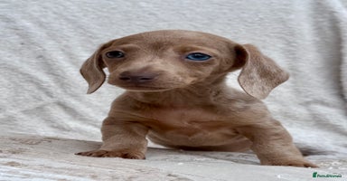 Miniature Dachshund dogs - Advert 7