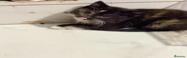 Mixed Breed Kitten 2