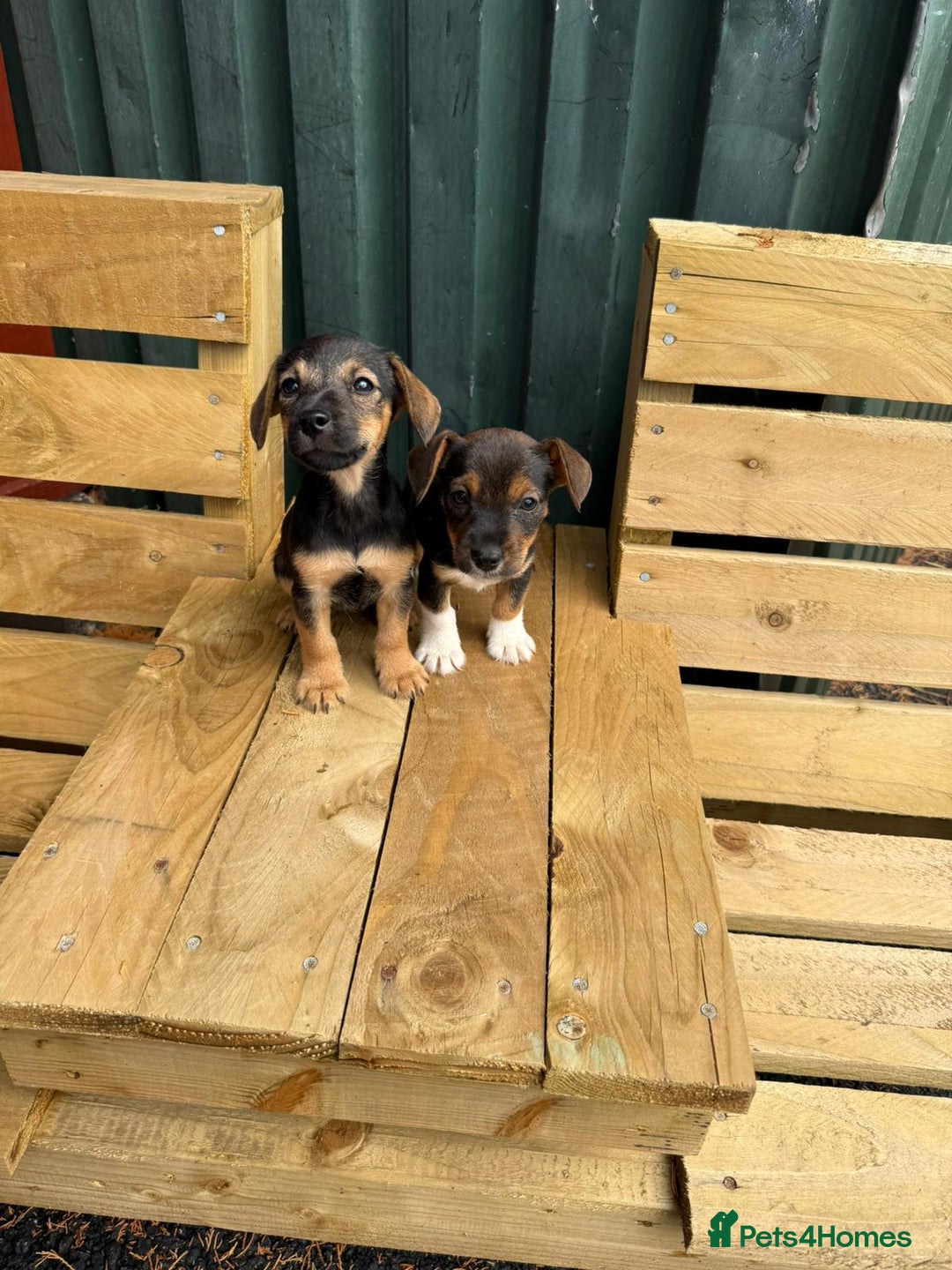 Jack Russell dogs for sale: Jack Russell puppies  - Image 4