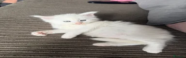 Maine Coon 2