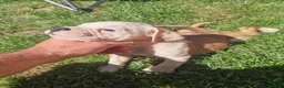 Mixed Breed dogs for sale: American bull cross old tyme  in Skegness - Advert 12