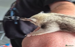 Sugar Glider rodents for sale: Sugar gliders unrelated ready 18th  - Image 15
