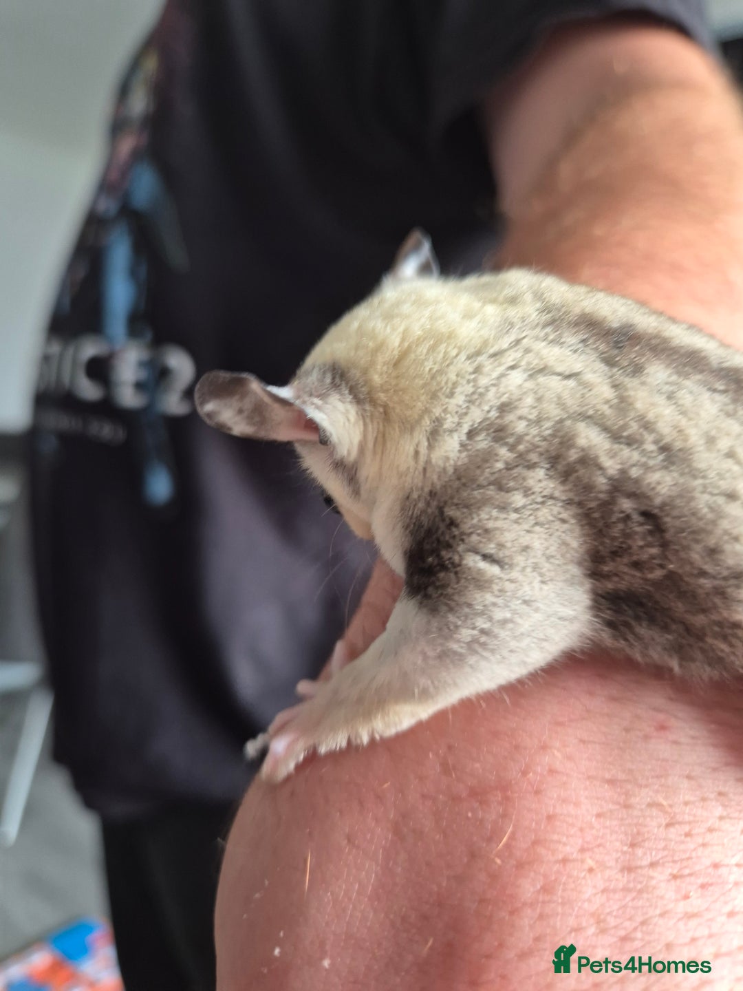 Sugar Glider rodents for sale: Sugar gliders unrelated ready 18th  - Image 15