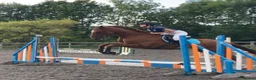 Irish Thoroughbred horses for sale: Fly 16.3hh Allrounder Gelding  in Shrewsbury - Advert 6