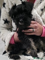 Miniature Schnauzer dogs - Advert 11