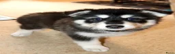 Northern Inuit dogs for sale: Last boy available from health tested parents - Advert 25