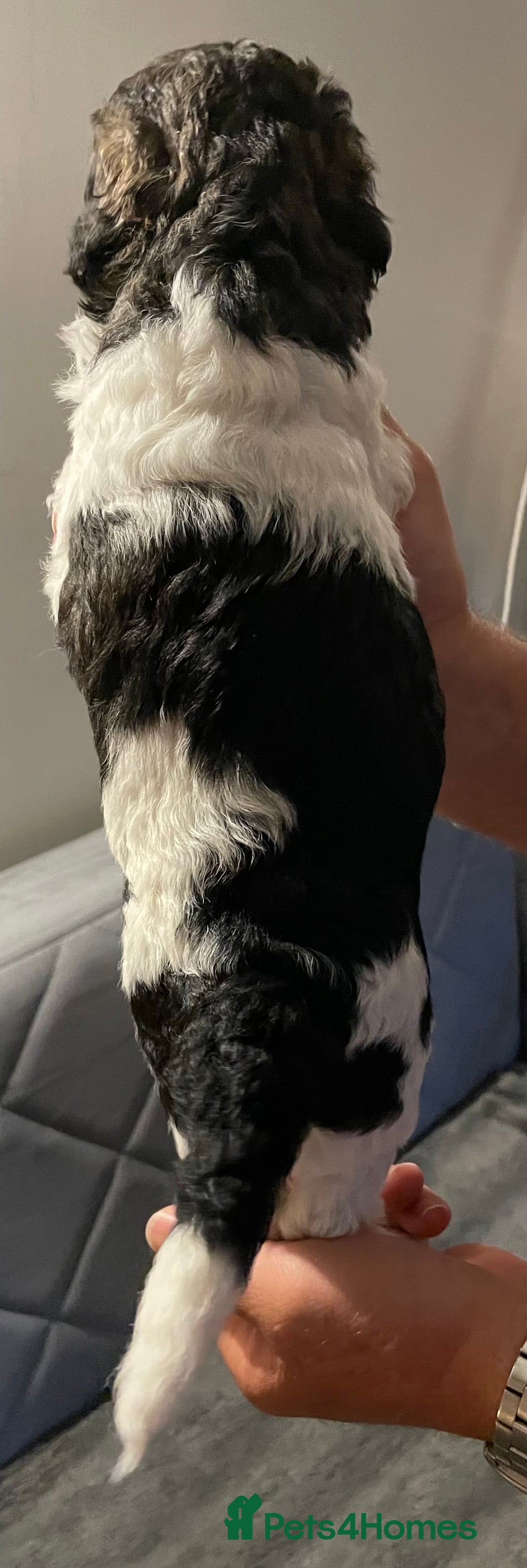 Mixed Breed dogs for sale: St Berdoodle ( St Bernard x Standard poodle) - Image 19